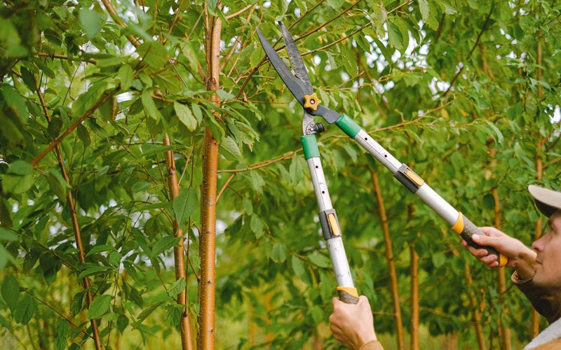 Tree trimming in Spencer, IA